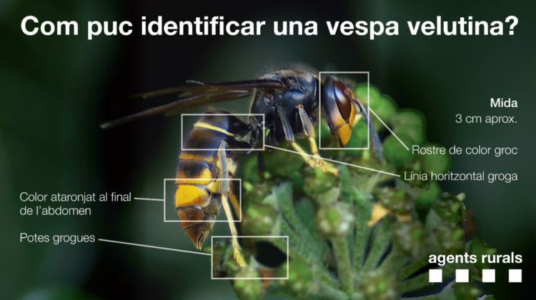 Com identificar la vespa asiàtica?