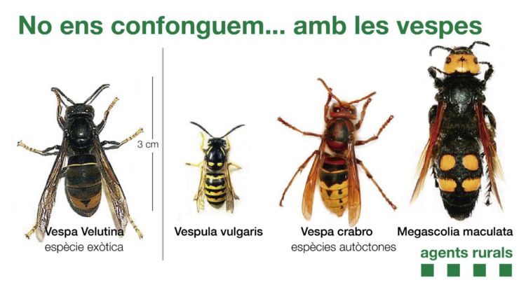 Diferències amb les vespes